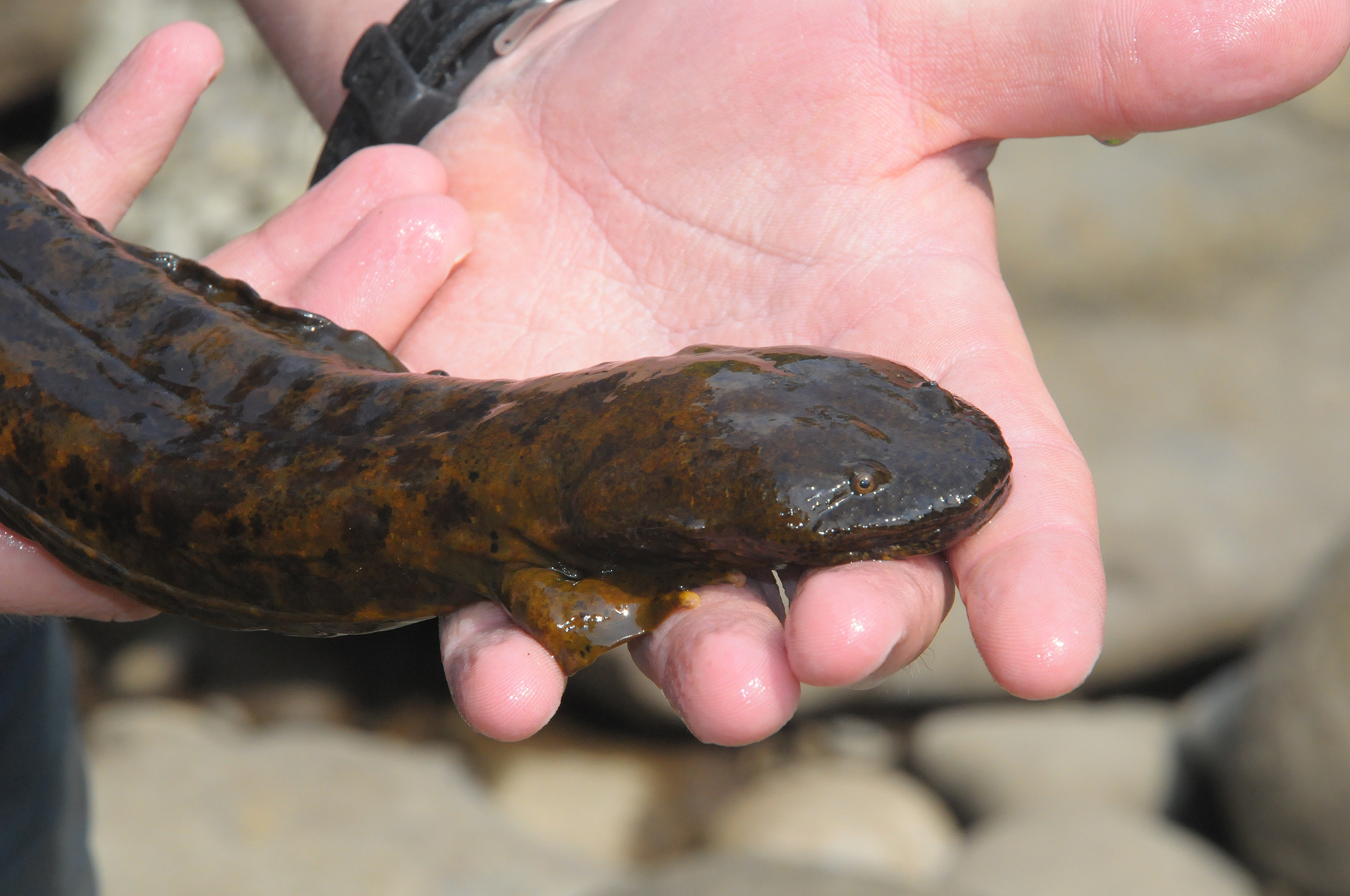 House hunting for hellbenders: Pick right-sized rock or be eaten