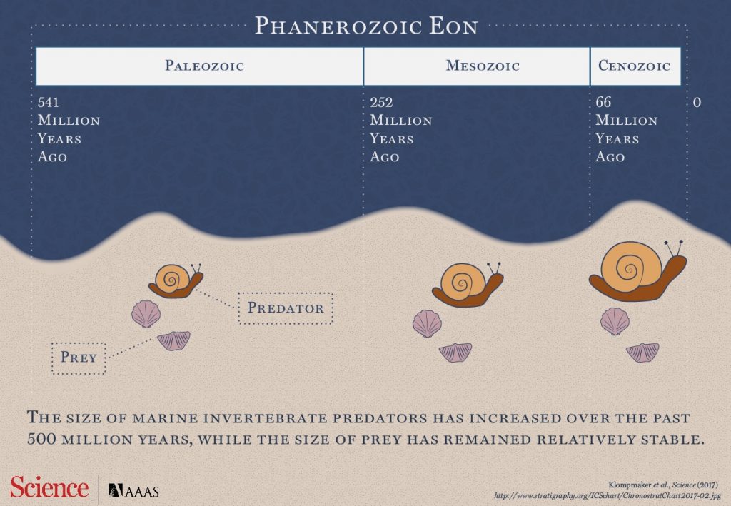 Rather than using their added heft to pursue bigger targets, predators opted for the same size of prey their predecessors ate. Graphic courtesy of Carla Schaffer / AAAS Graphic showing snail size growing larger over time but prey size remaining the same