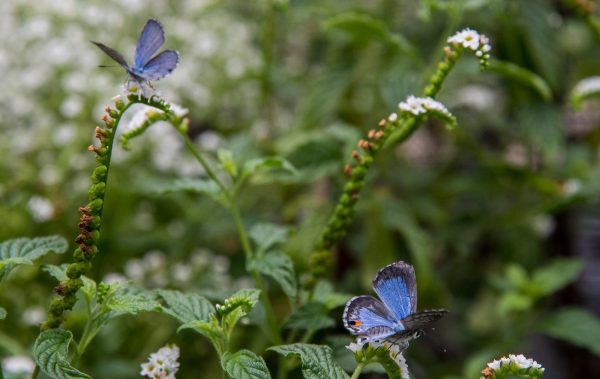 Miami blue butterflies