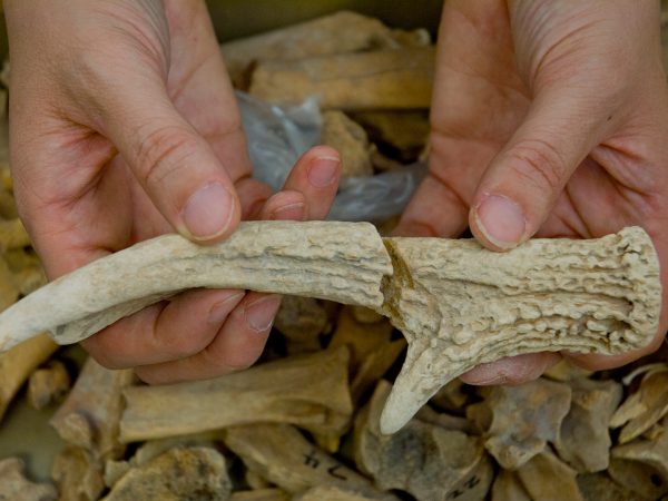 hands holding two pieces of the same deer antler over a collection of other bones