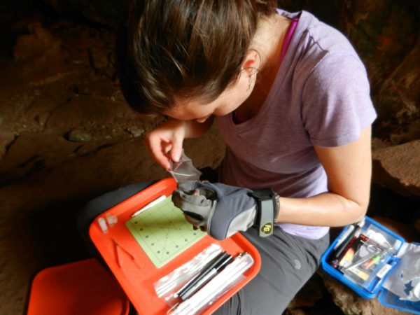 Kelly Speer prepares to take a DNA sample of a bat captured in a cave. Photo courtesy of Nancy Albury