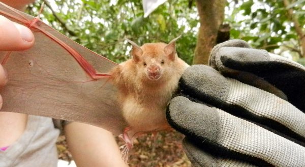 Unlike Brazilian free-tailed bats, leaf-nosed bats have short, wide wings adapted for quick flights and maneuvering in cluttered environments. Photo courtesy of Nancy Albury