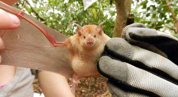 Unlike Brazilian free-tailed bats, leaf-nosed bats have short, wide wings adapted for quick flights and maneuvering in cluttered environments. Photo courtesy of Nancy Albury Unlike Brazilian free-tailed bats, leaf-nosed bats have short, wide wings adapted for quick flights and maneuvering in cluttered environments. Photo courtesy of Nancy Albury
