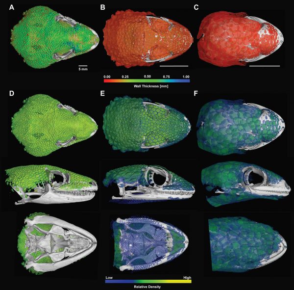 CT scans produced these reconstructions of the skulls and osteoderms of Gekko gecko, from left, Tarentola mauritanica and Geckolepis maculata, showing the relative thickness and density of their osteoderms. Image by Paluh et al. in the African Journal of Herpetology