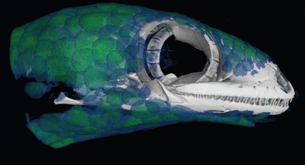 This CT scan highlights Geckolepis maculata’s unusually large scales and shows the relative density of its osteoderms. Green areas are more dense than blue, possibly due to overlapping scales, Paluh said. Image by Paluh et al. in the African Journal of Herpetology