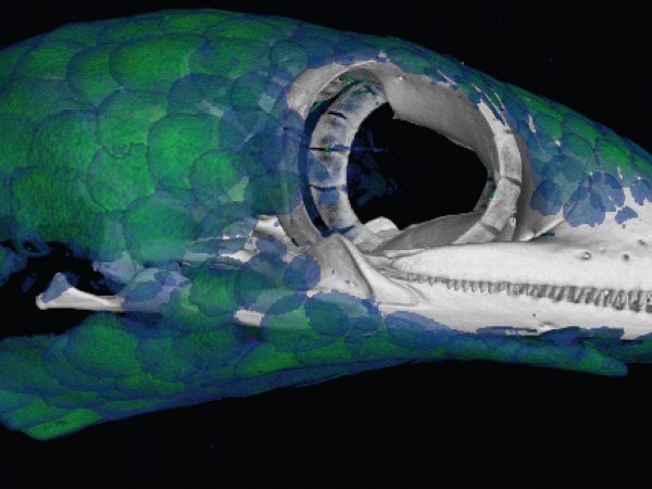 CT scan of gecko head and scales