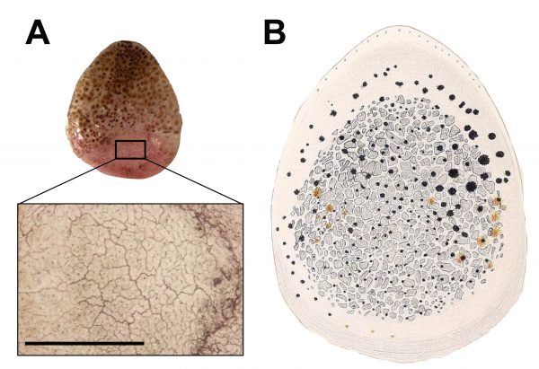The inset, left, shows the tightly interlocking osteoderms in a Geckolepis maculata scale magnified 100 times. On the right is Schmidt’s 1911 illustration of the osteoderms he observed in a G. polyepis scale. Image by Paluh et al. in the African Journal of Herpetology The inset, left, shows the tightly interlocking osteoderms in a Geckolepis maculata scale magnified 100 times. On the right is Schmidt’s 1911 illustration of the osteoderms he observed in a G. polyepis scale. Image by Paluh et al. in the African Journal of Herpetology