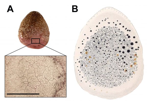 The inset, left, shows the tightly interlocking osteoderms in a Geckolepis maculata scale magnified 100 times. On the right is Schmidt’s 1911 illustration of the osteoderms he observed in a G. polyepis scale. Image by Paluh et al. in the African Journal of Herpetology