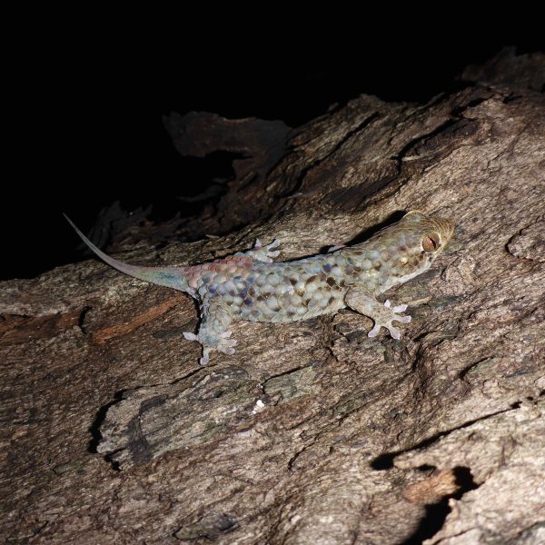 gecko on bark