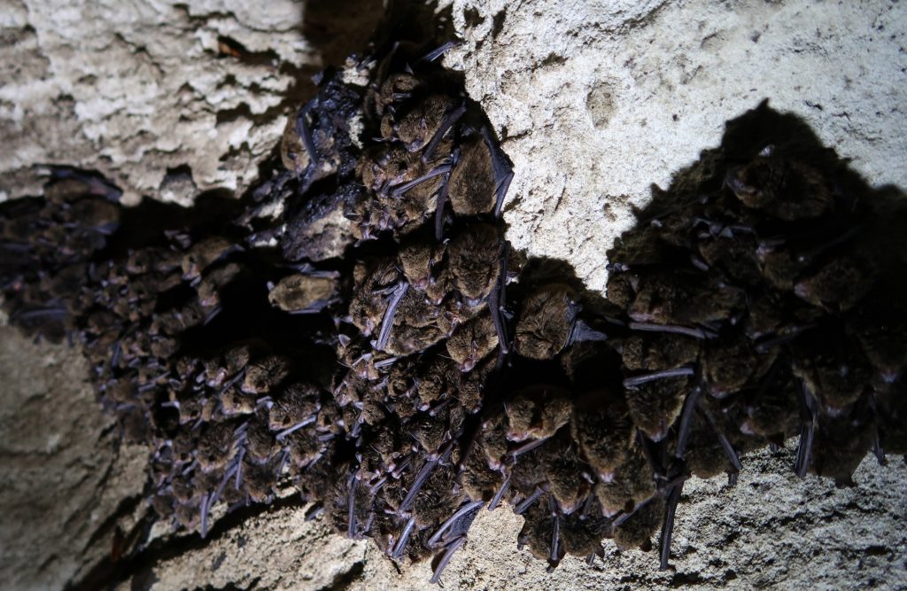 bats crowded together on cave ceiling