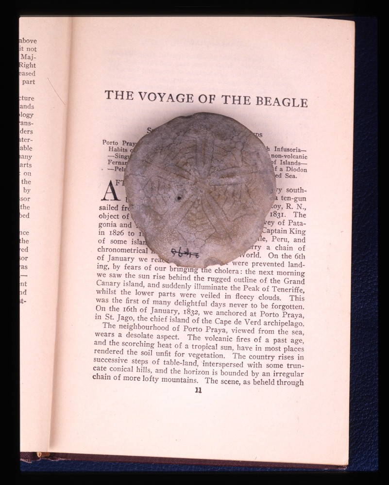 Sand dollar collected by Darwin with copy of The Voyage of the Beagle