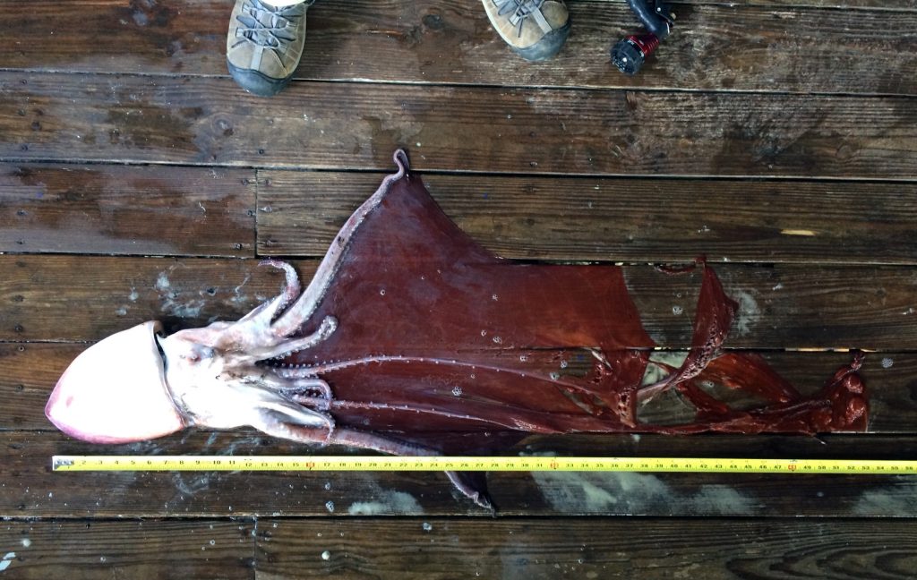 octopus laying on deck next to ruler
