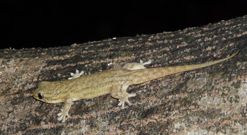 The discovery of tough bony deposits in Geckolepis maculata’s scales raises the question of why the gecko sheds them when threated. Photo courtesy of Sara Ruane The discovery of tough bony deposits in Geckolepis maculata’s scales raises the question of why the gecko sheds them when threated. Photo courtesy of Sara Ruane
