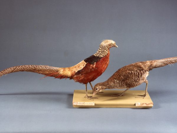 pair of golden pheasants