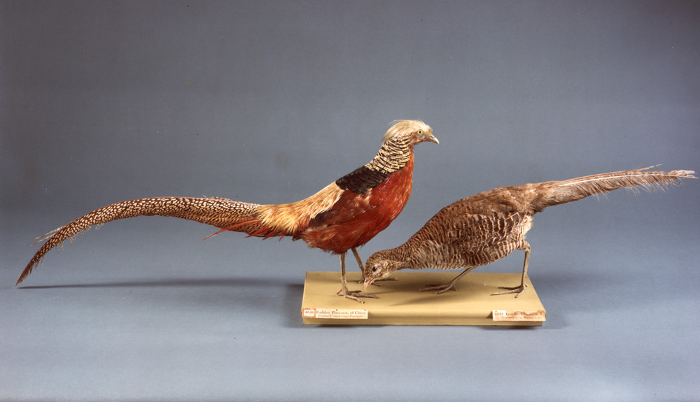 pair of golden pheasants