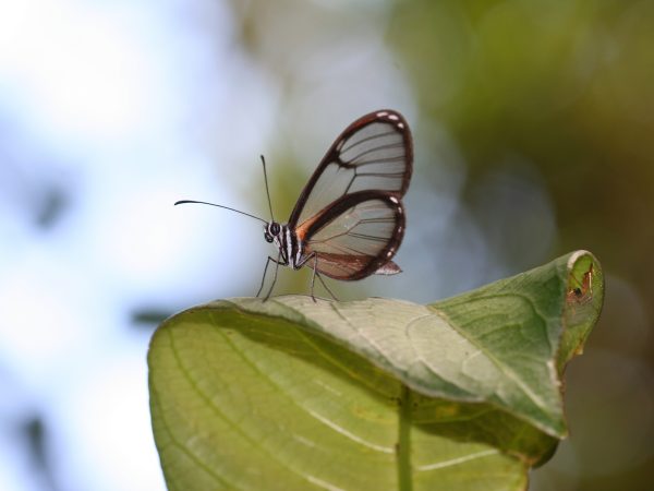 small clear winged butterfly on a leaf