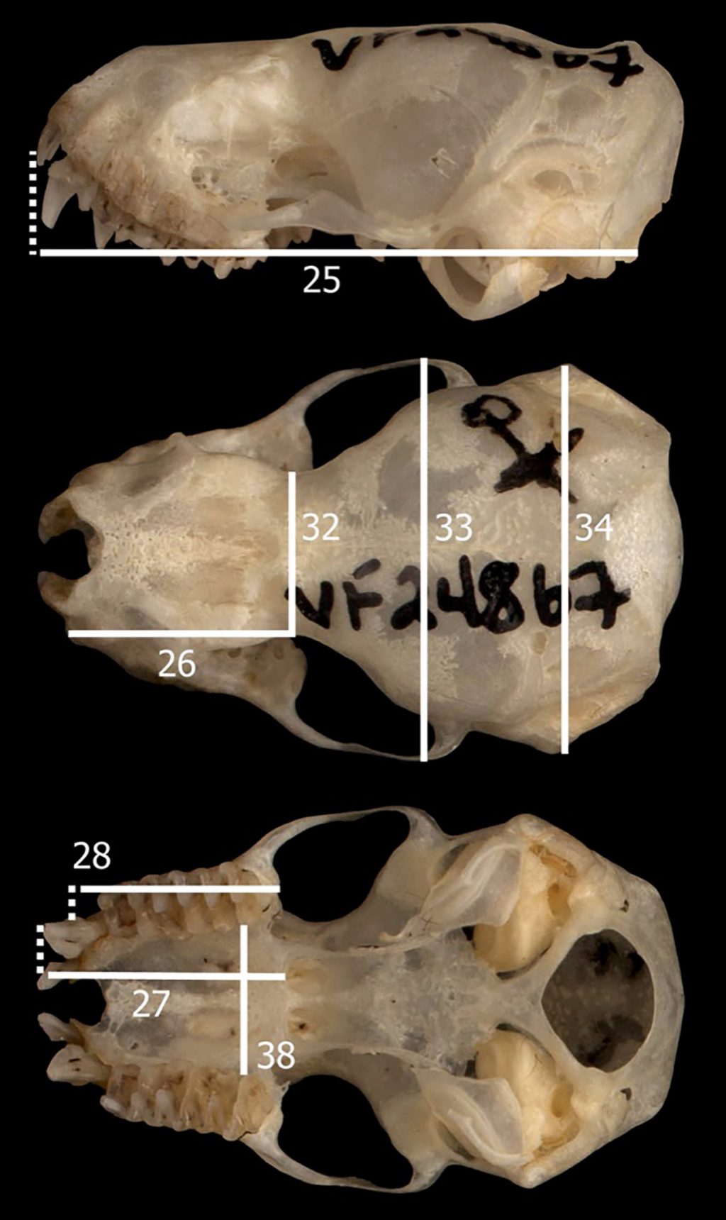 free-tailed bat skulls