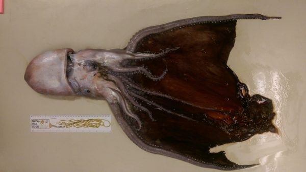 The blanket octopus could provide new information about an animal that is often difficult to observe and collect, Slapcinsky said. Florida Museum of Natural History photo by John Slapcinsky The blanket octopus could provide new information about an animal that is often difficult to observe and collect, Slapcinsky said. Florida Museum of Natural History photo by John Slapcinsky