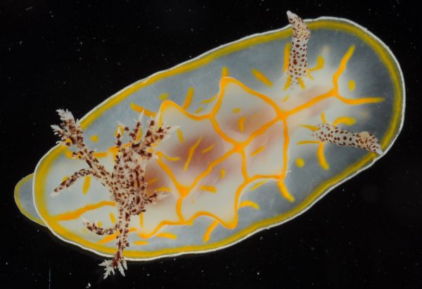 This Halgerda diaphana, collected off the shore of Japan, is an example of a nudibranch, or sea slug. Florida Museum of Natural History photo from the Invertebrate Zoology Collection nudibranch, or sea slug