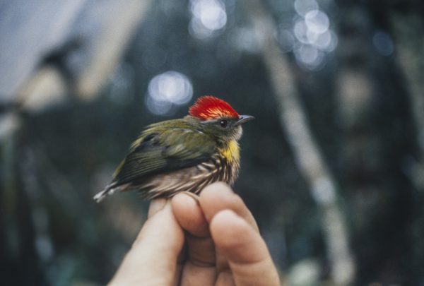 A researcher holds the newly described manakin species, Machaeropterus eckelberryi, during a 1996 expedition to Peru. Florida Museum photo by Andy Kratter