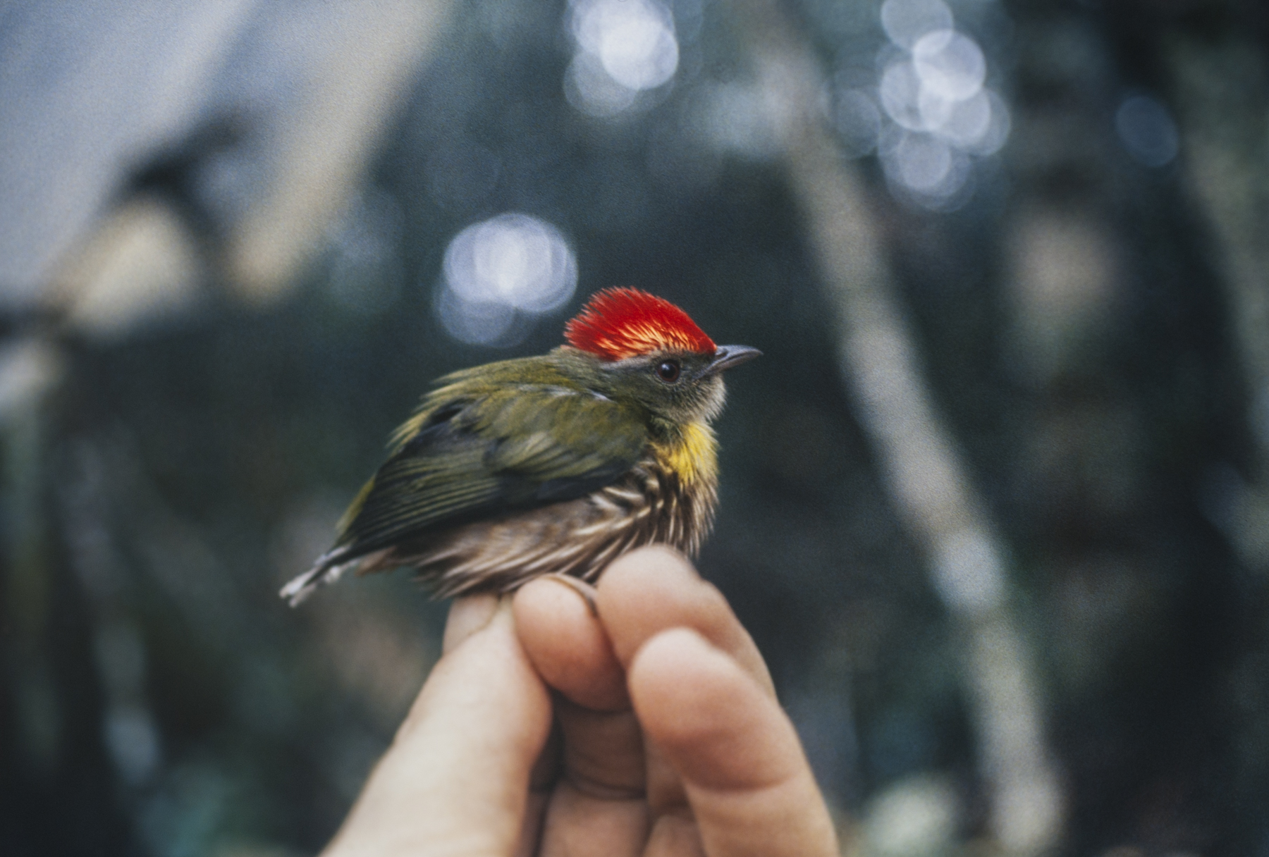 New Peruvian bird species discovered by its song Research News