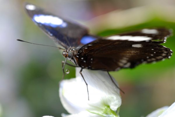 great eggfly butterfly