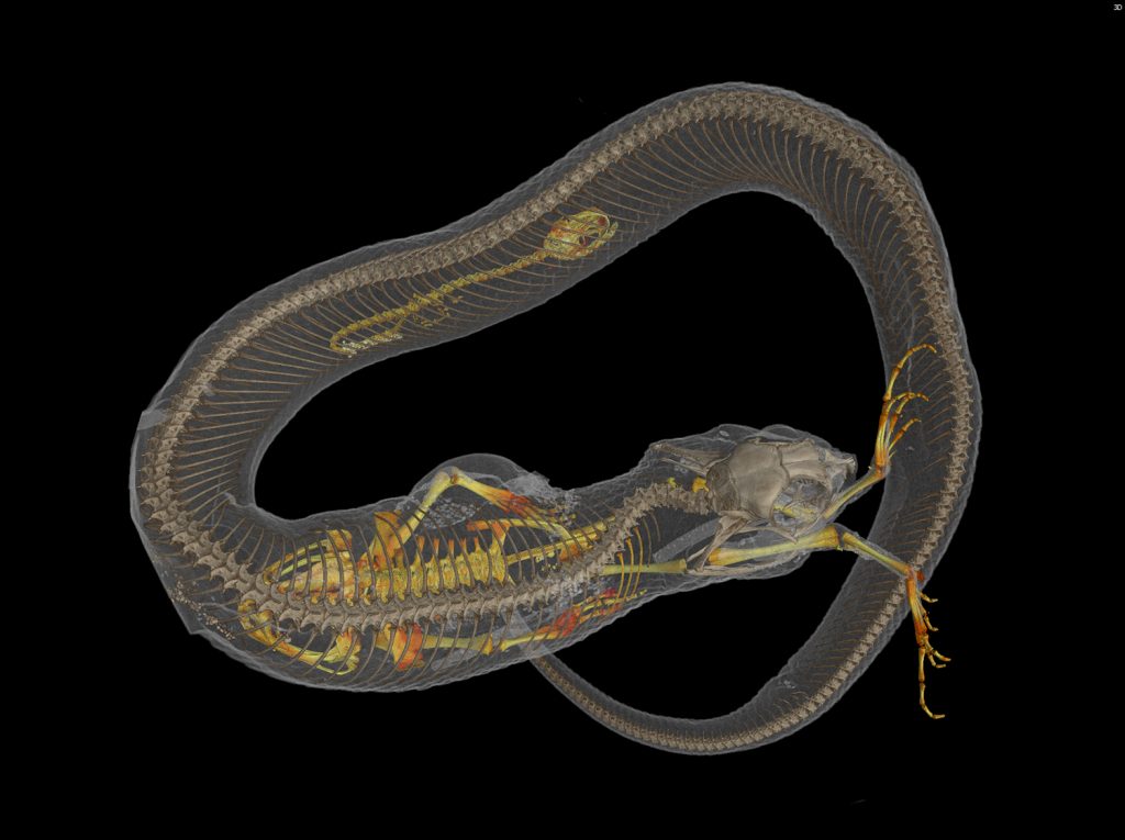 CT scan of snake eating frog