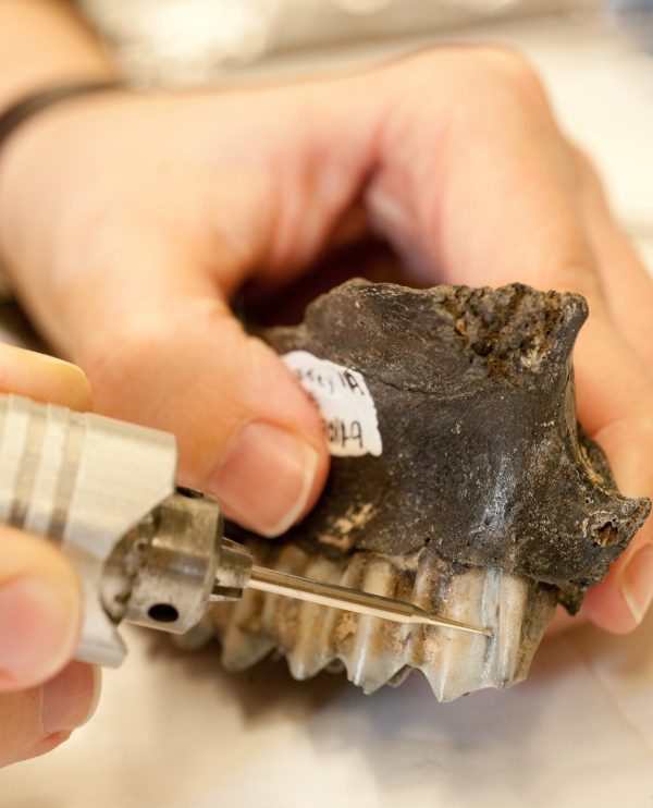 sampling from fossil teeth