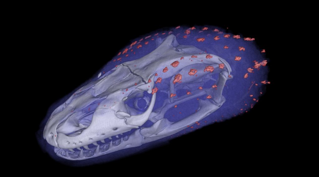 Scanned monitor lizard skull