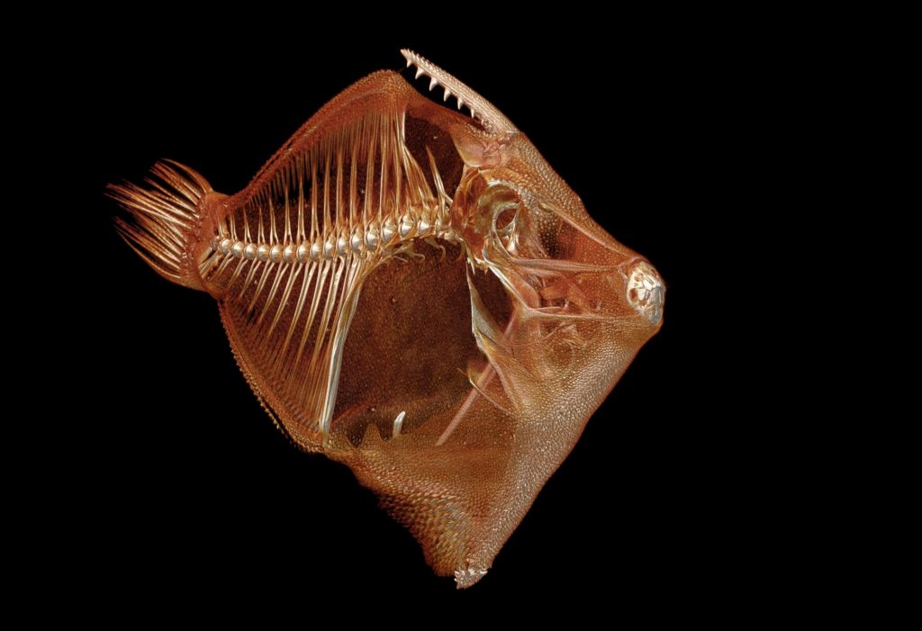 Scanned fringed filefish