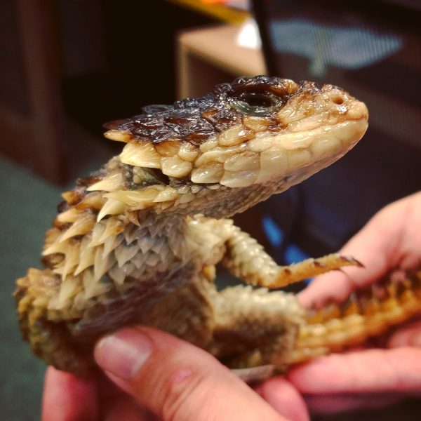 girdled lizard specimen