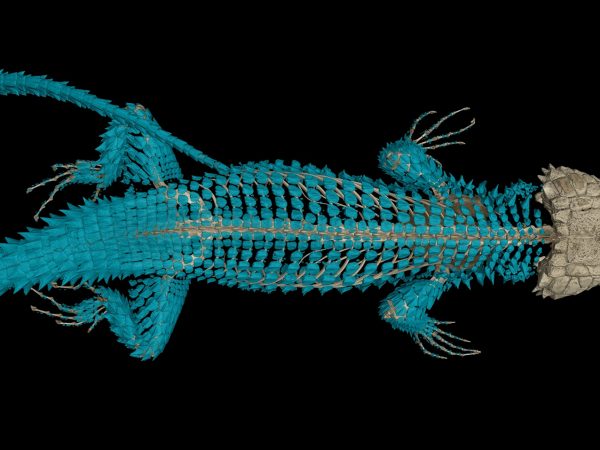 3-D scanned girdled lizard