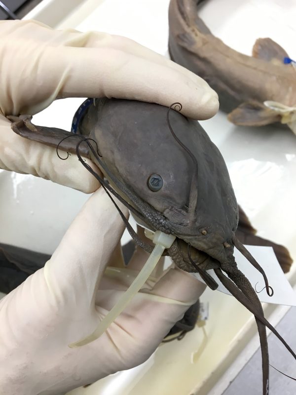 MuseumLife, Walking Catfish Specimens Research News