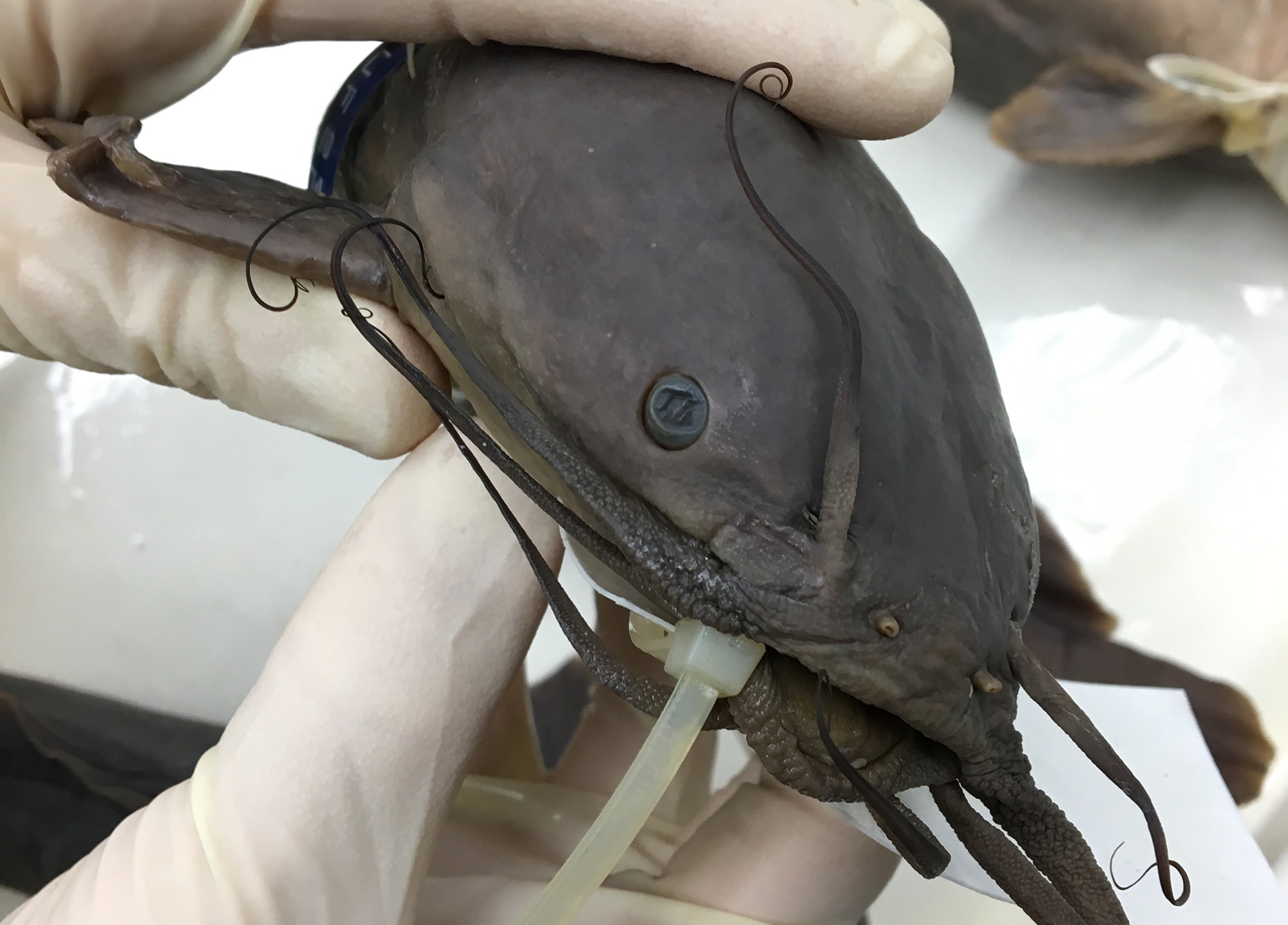MuseumLife, Walking Catfish Specimens Research News