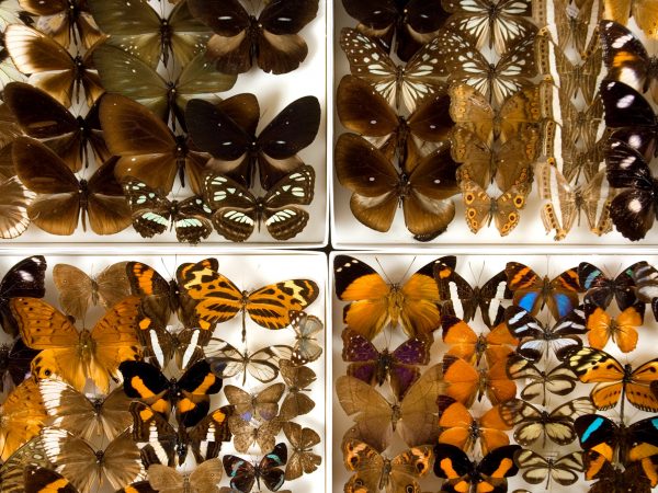 Assorted preserved butterflies