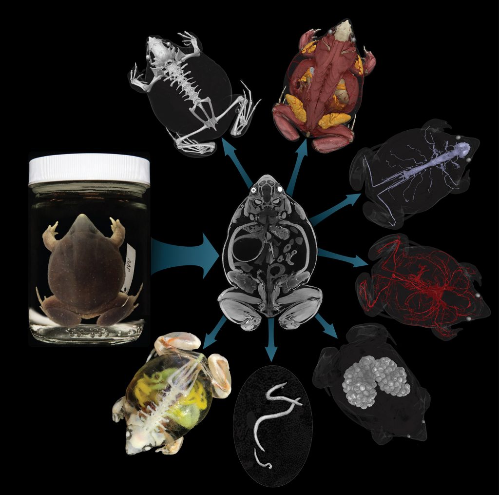 CT scans reveal details of internal anatomy without damaging specimens. Florida Museum of Natural History figure by Ed Stanley