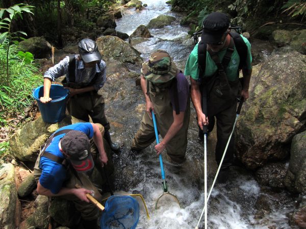 The research team collects loaches in South Thailand. Florida Museum photo by Zachary Randall researchers collecting fish