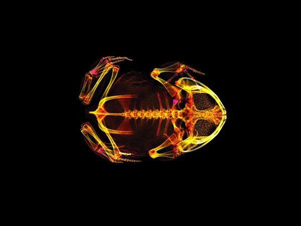 CT scanned frog image