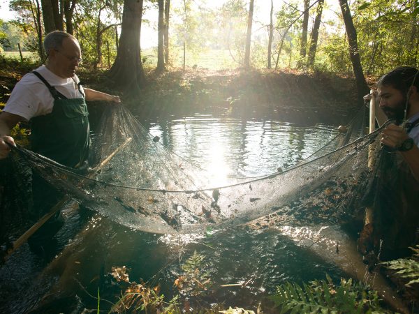 scientists using net to catch fish