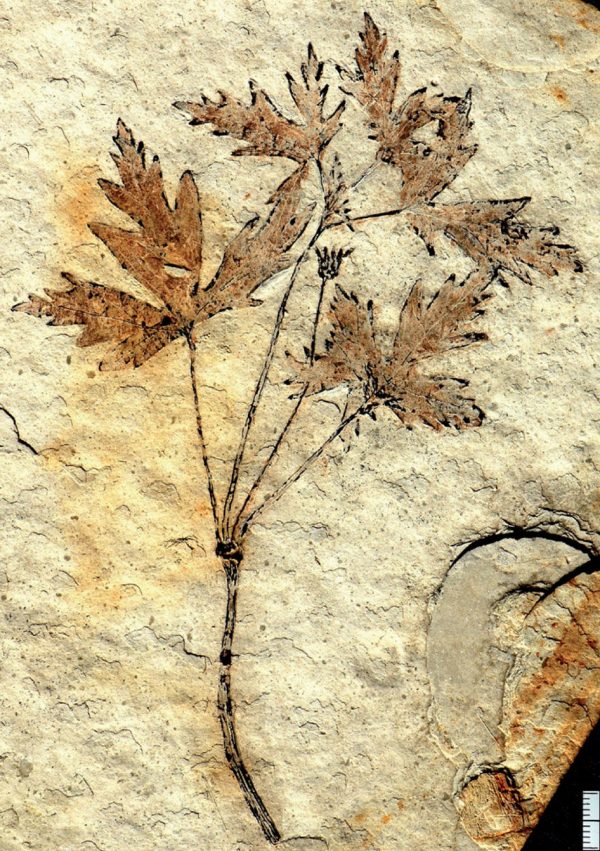 angiosperm fossil from China