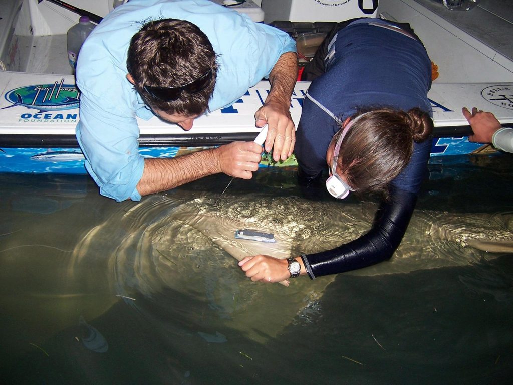 researchers tagging a sawfish