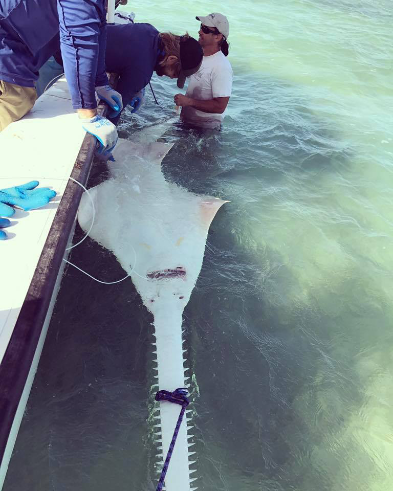 researchers measuring a sawfish