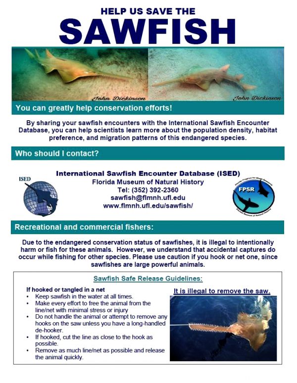 A quick guide to sawfish encounters and how to report one to the International Sawfish Encounter Database. sawfish encounter guide