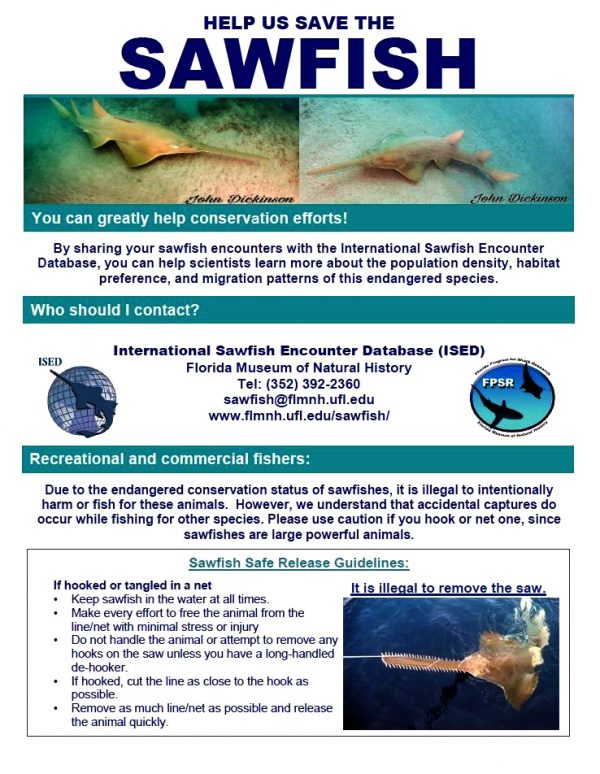 sawfish encounter guide