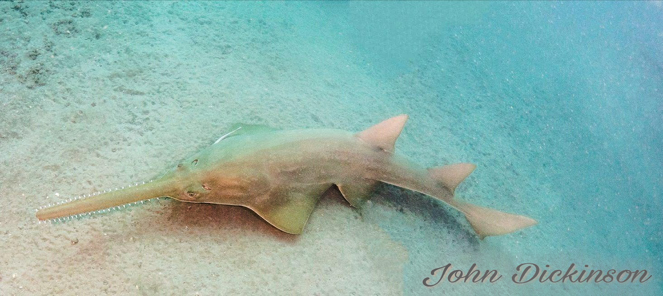 sawfish in the wild