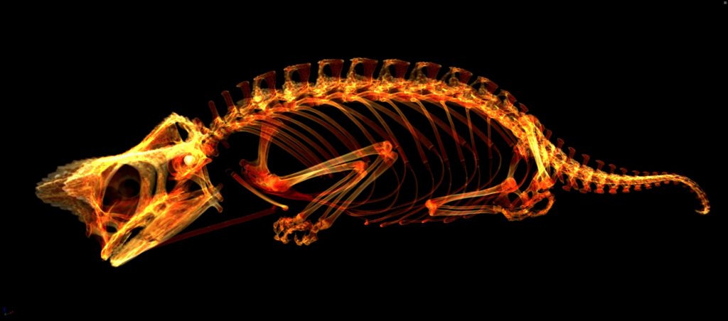 CT scan of a Malagasy dwarf chameleon