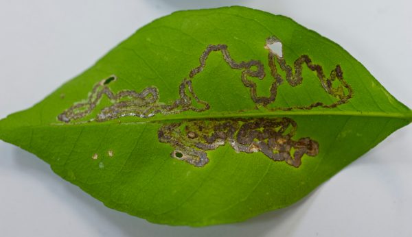 leaf miner leaf damage