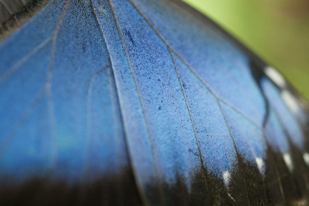 Blue morpho wing scales