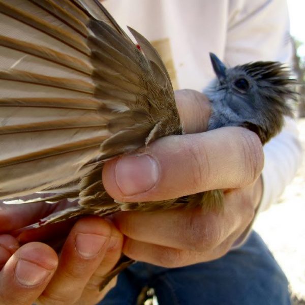 A researcher measures the wing of an ash-throated flycatcher. Photo courtesy of Nathan Kleist