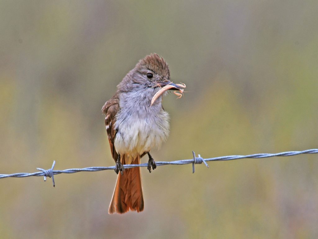 bird perched on wire with insect in beak